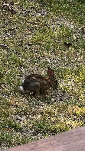 Eastern Cottontail photographed in Arkansas