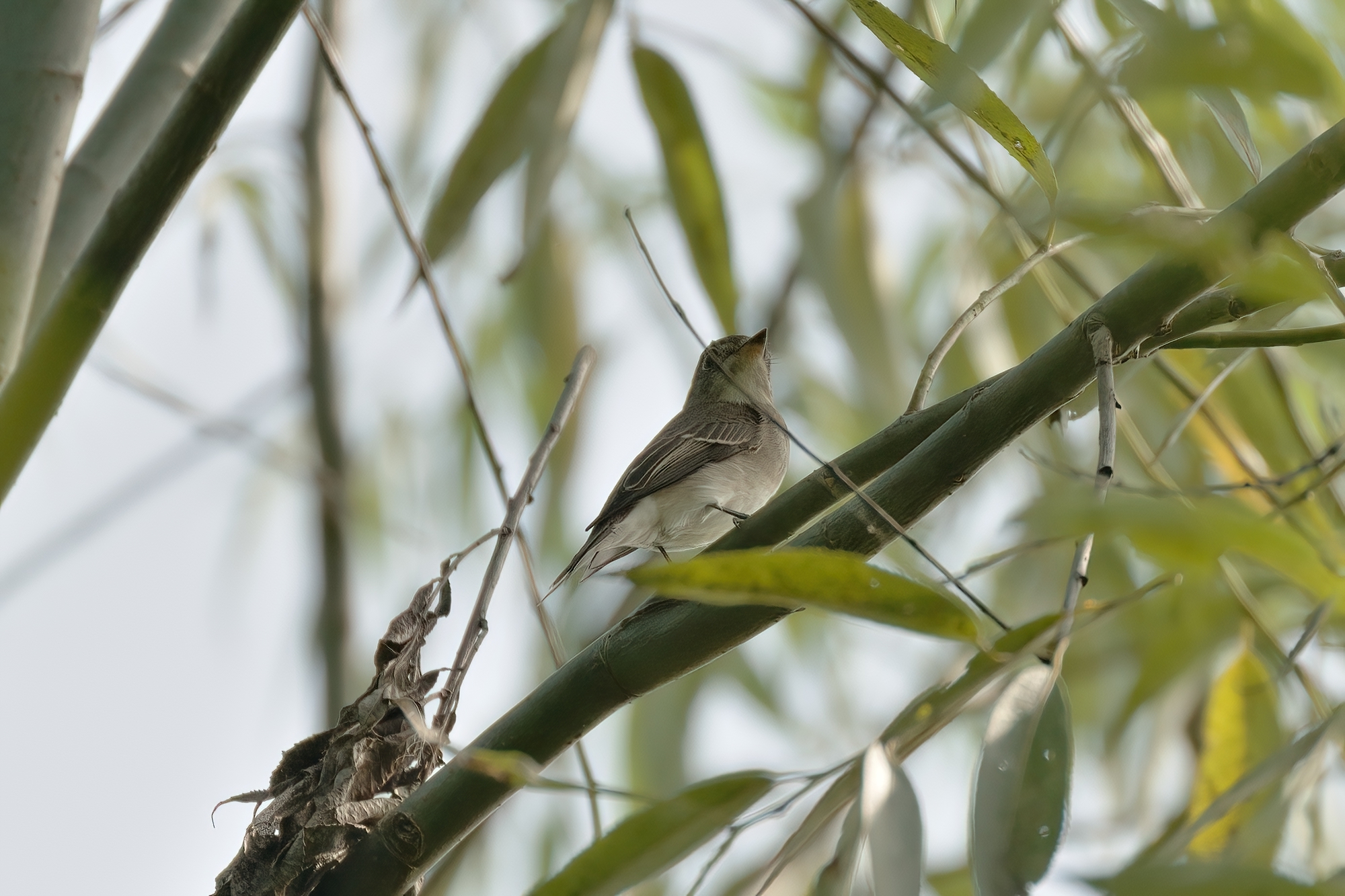 Asian Brown Flycatcher
