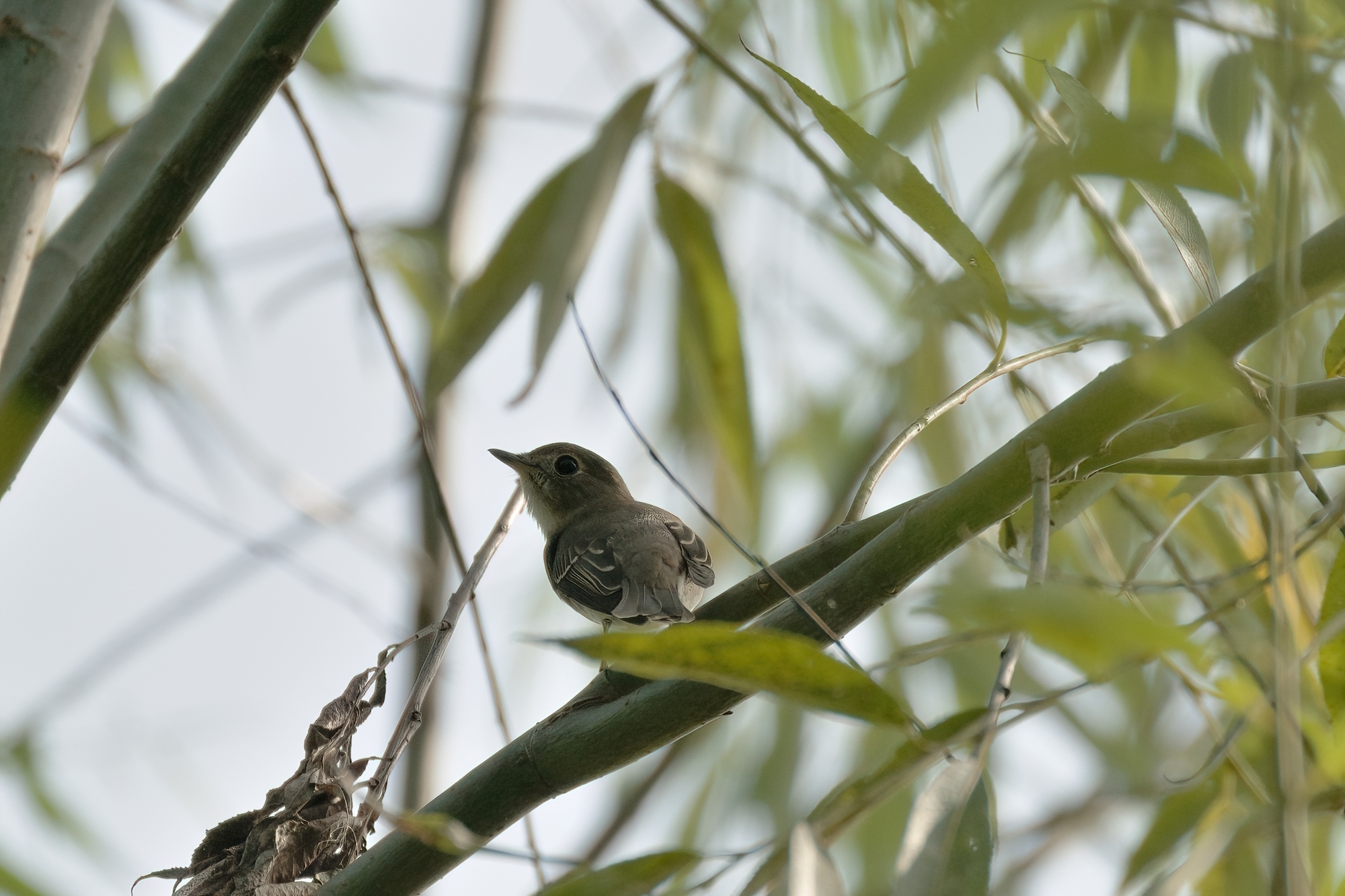 Asian Brown Flycatcher