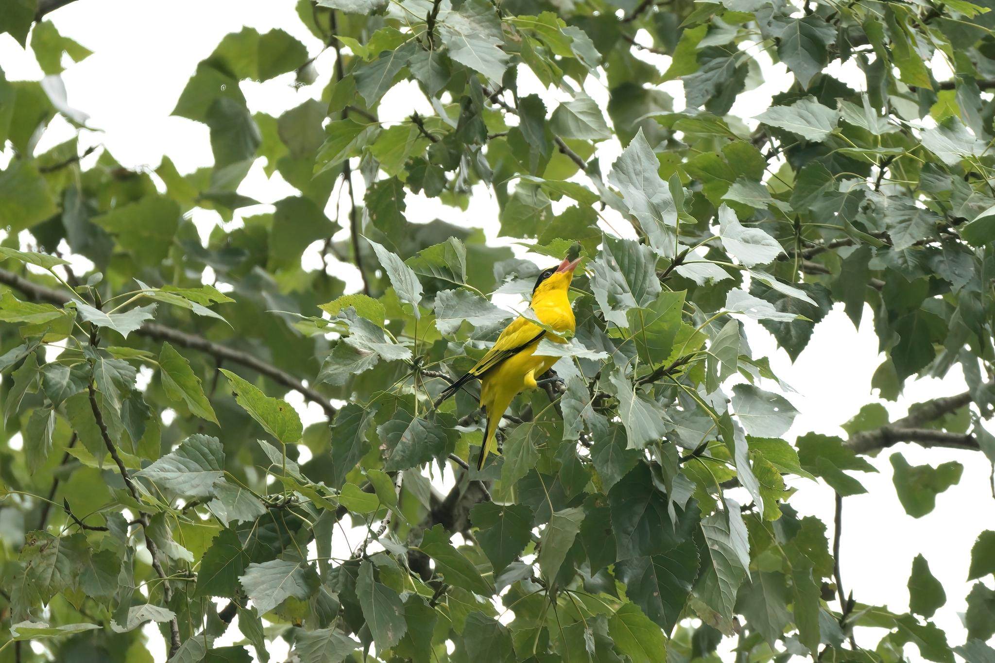 Black-naped Oriole