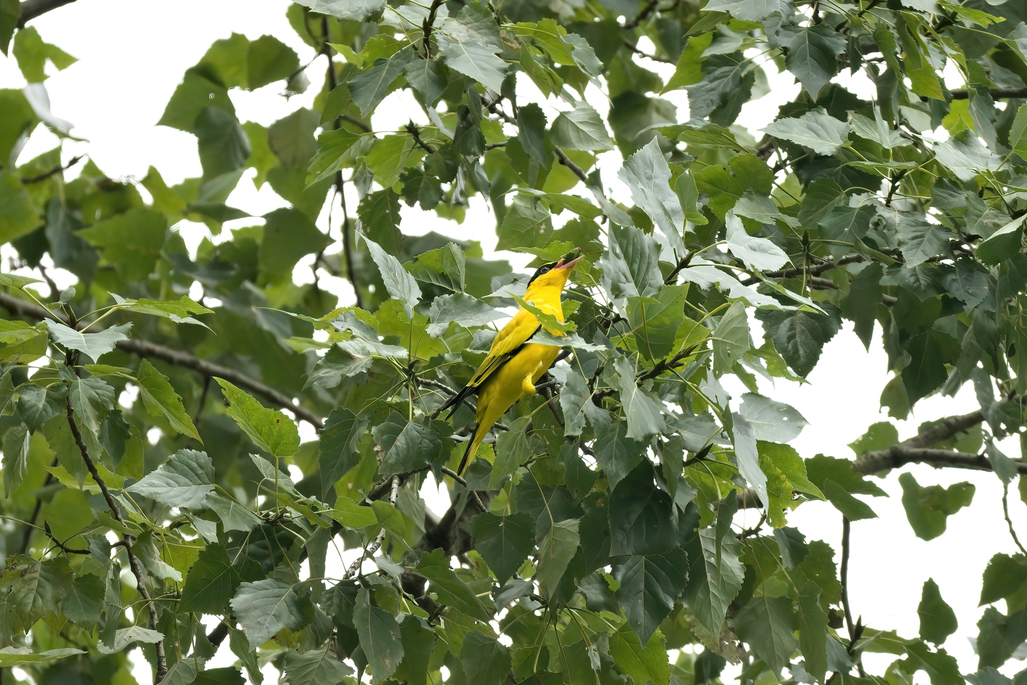 Black-naped Oriole