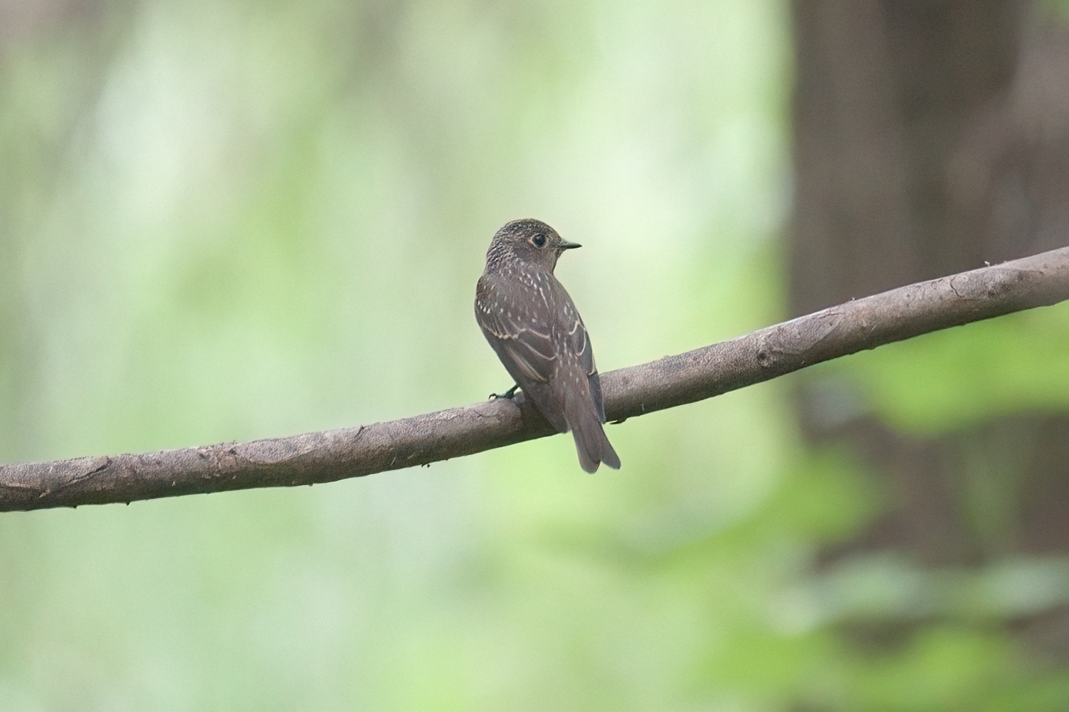 Dark-sided Flycatcher