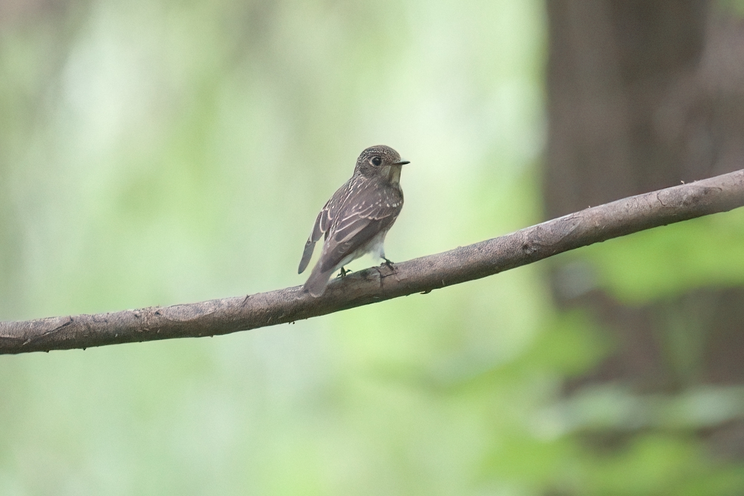 Dark-sided Flycatcher