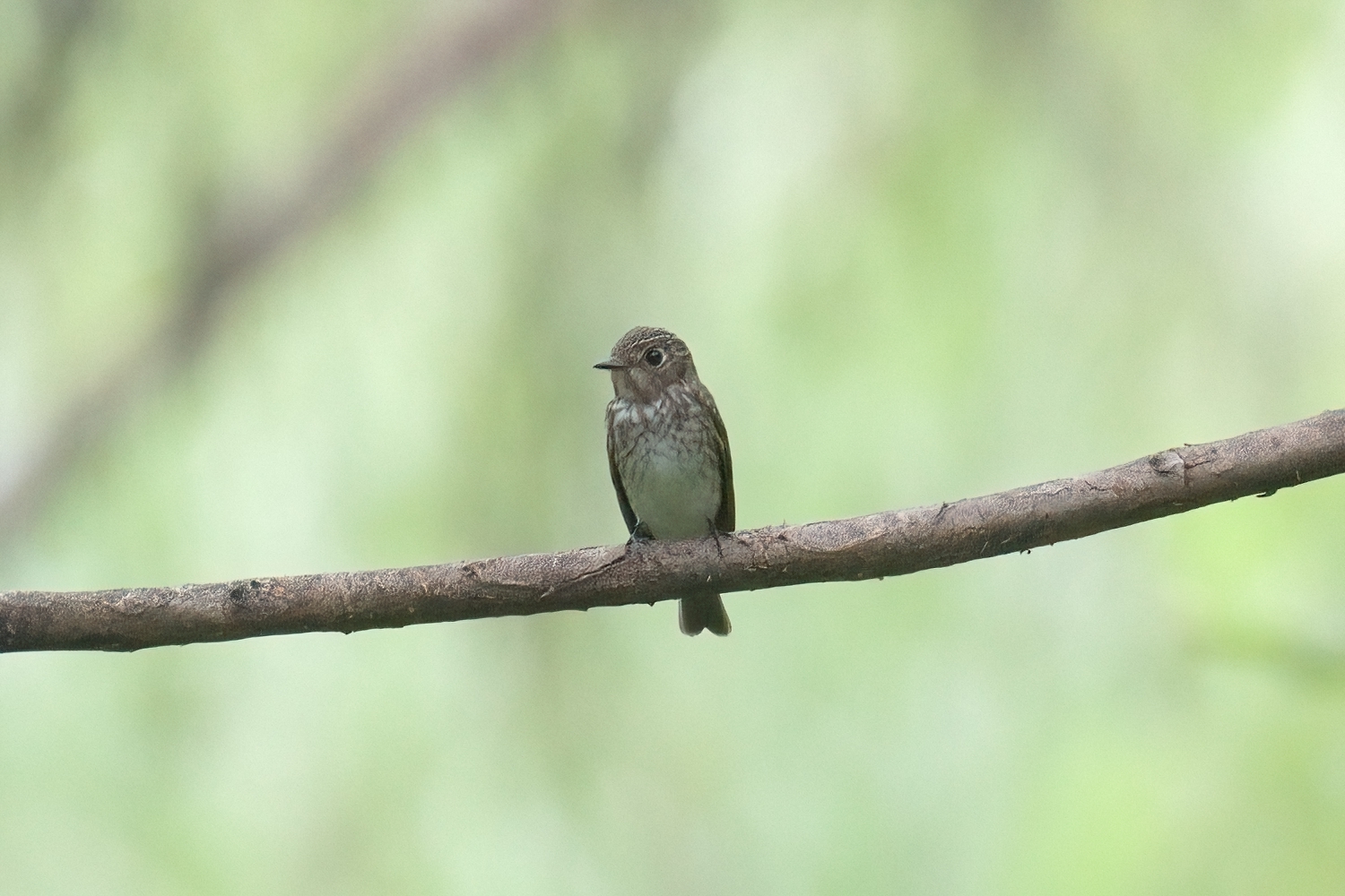 Dark-sided Flycatcher
