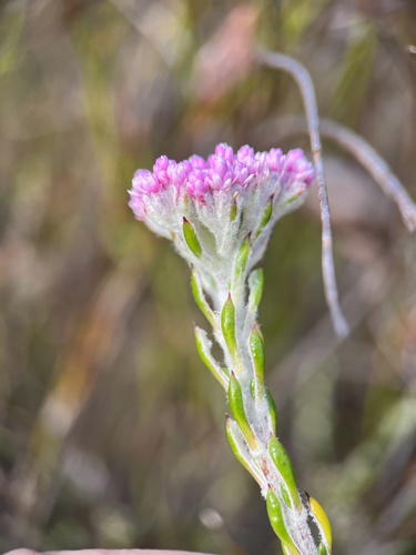 Thickleaf Blombush (Metalasia cymbifolia)