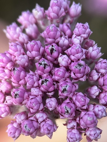 Image of Metalasia cymbifolia by (c) Charleen Brunke, some rights reserved (CC BY)