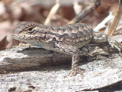 Sceloporus occidentalis occidentalis