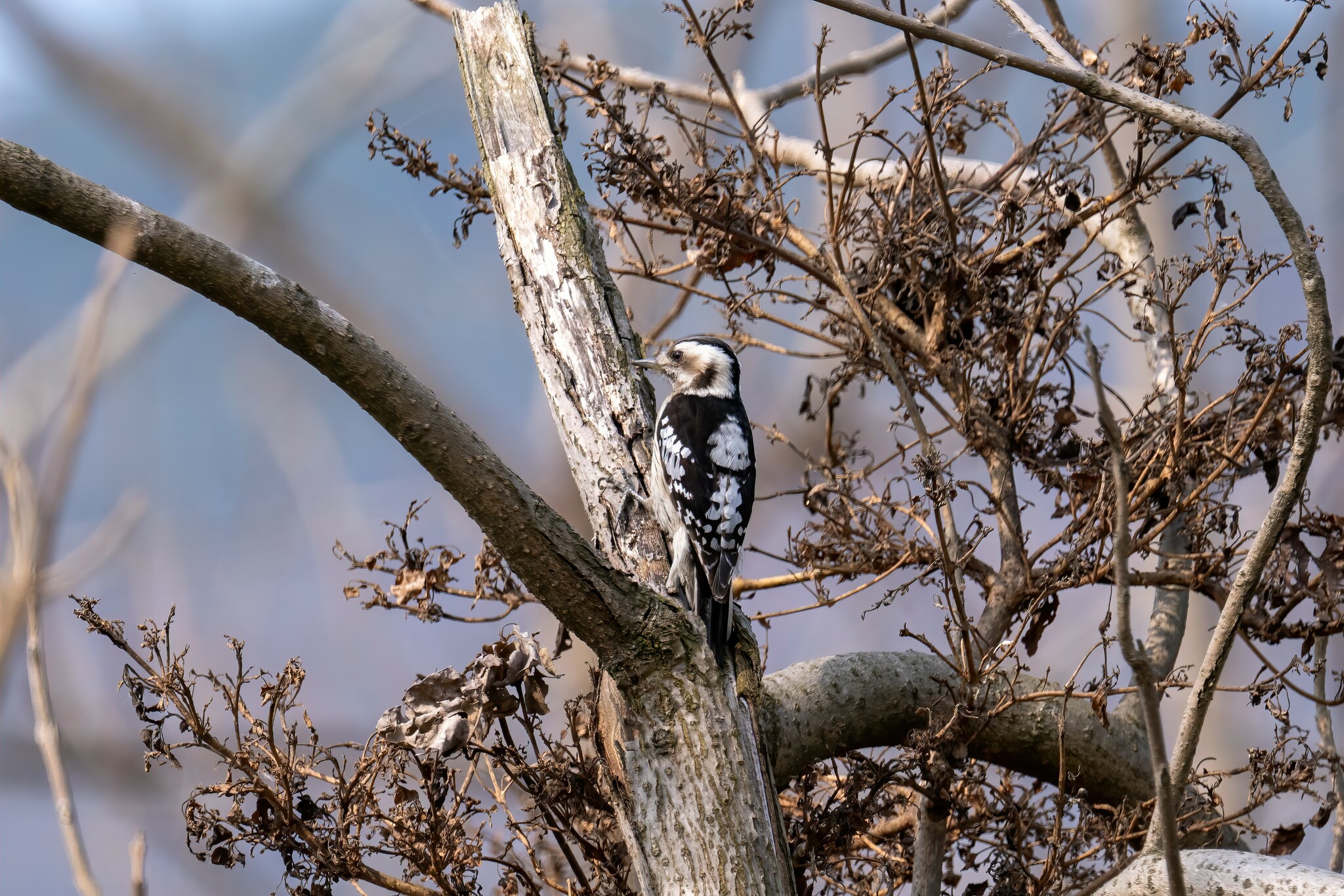 Grey-capped Pygmy Woodpecker