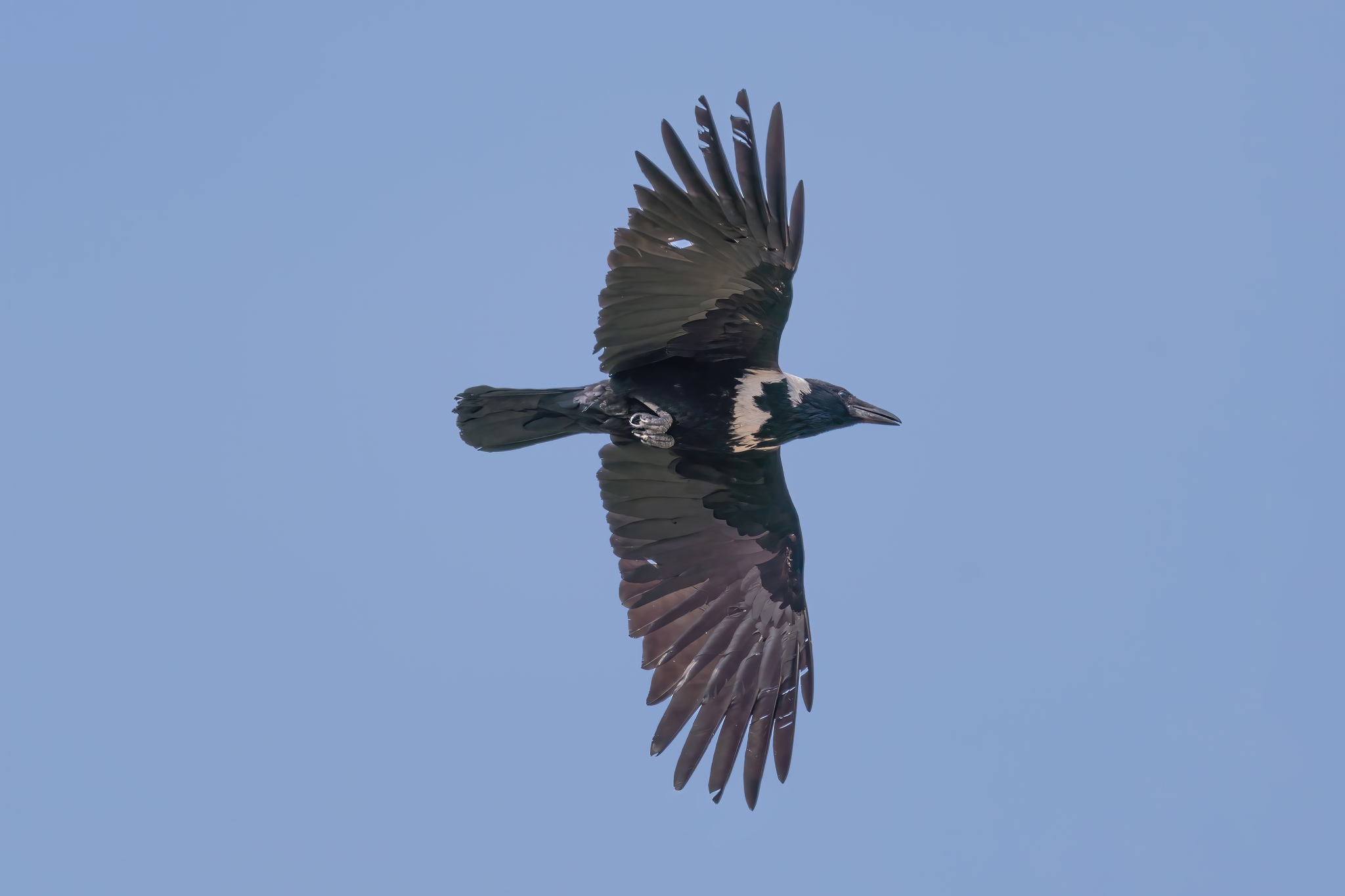 Collared Crow