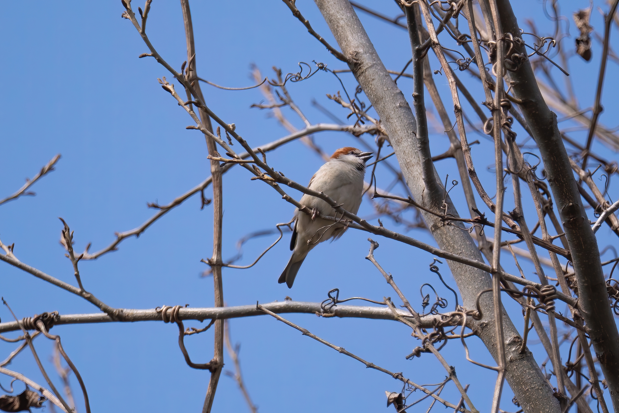 Russet Sparrow