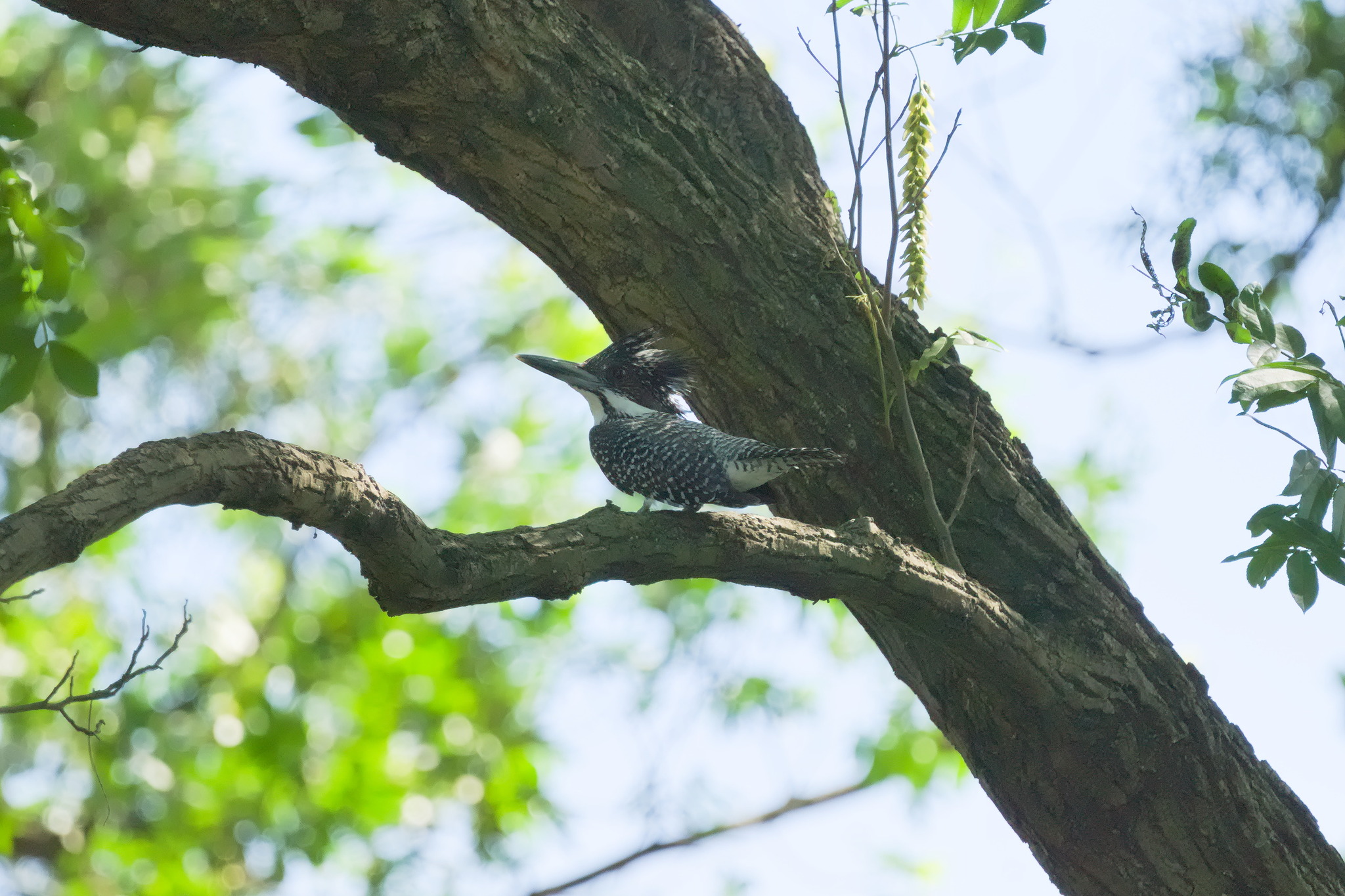 Crested Kingfisher