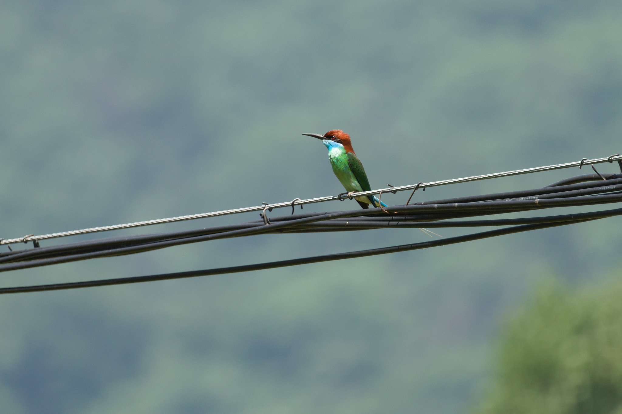 Blue-throated Bee-eater