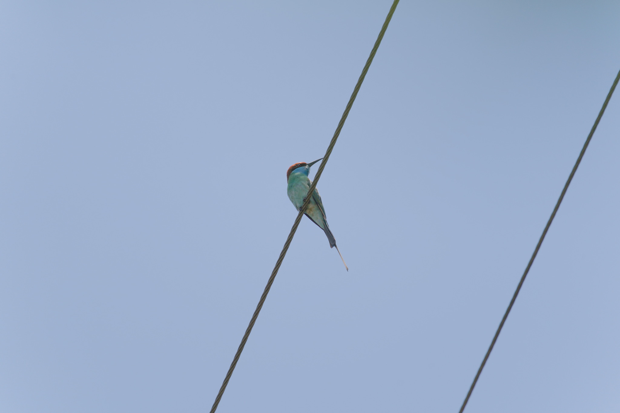 Blue-throated Bee-eater