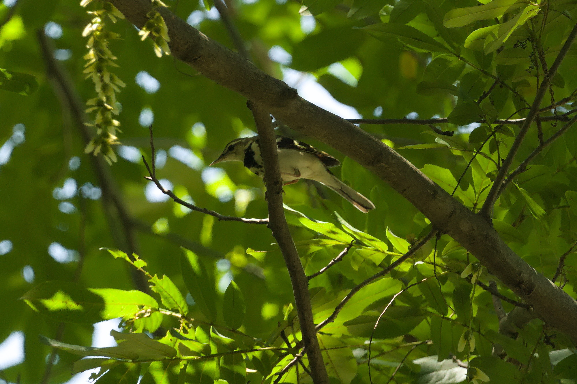 Forest Wagtail
