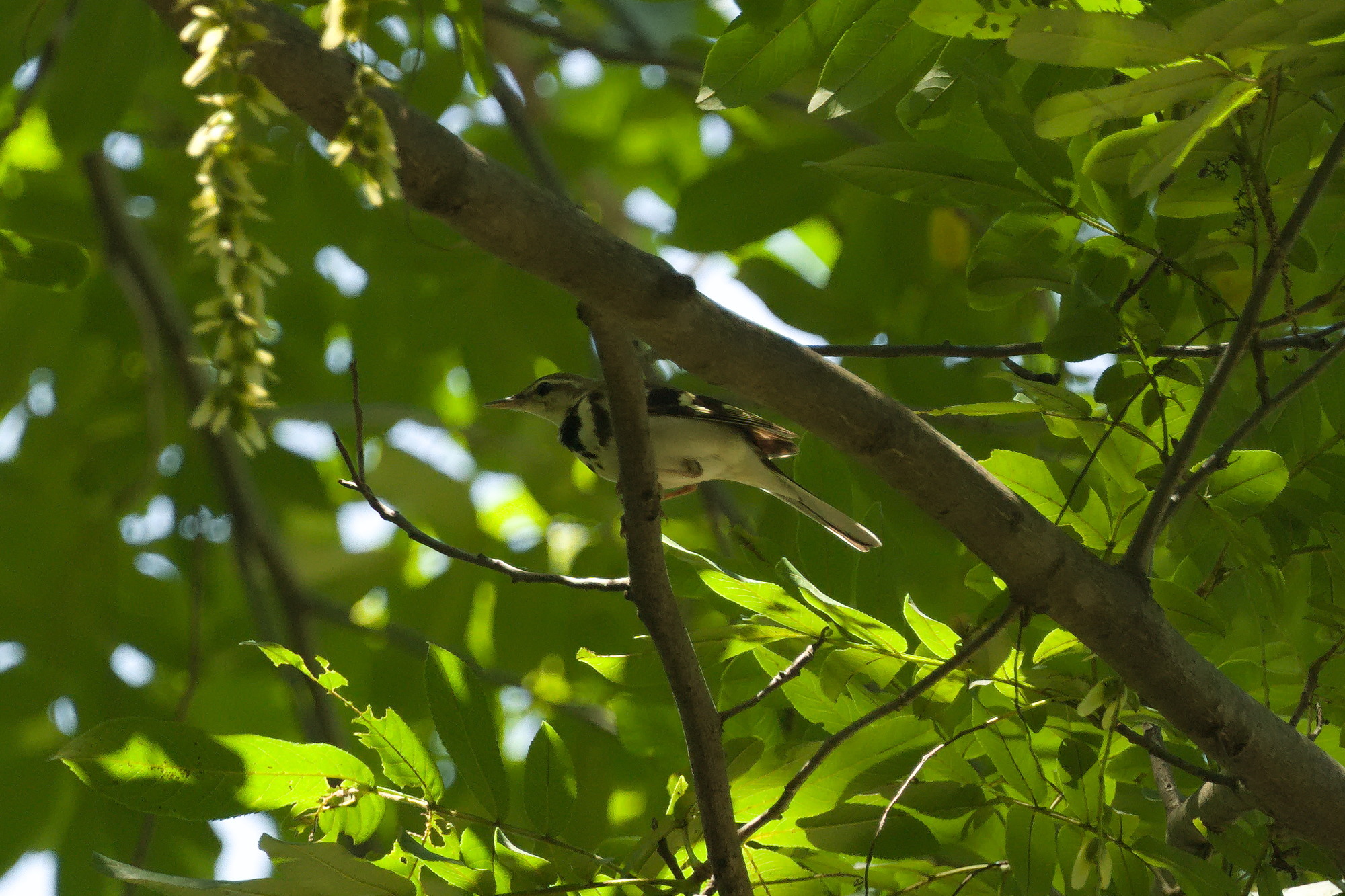 Forest Wagtail