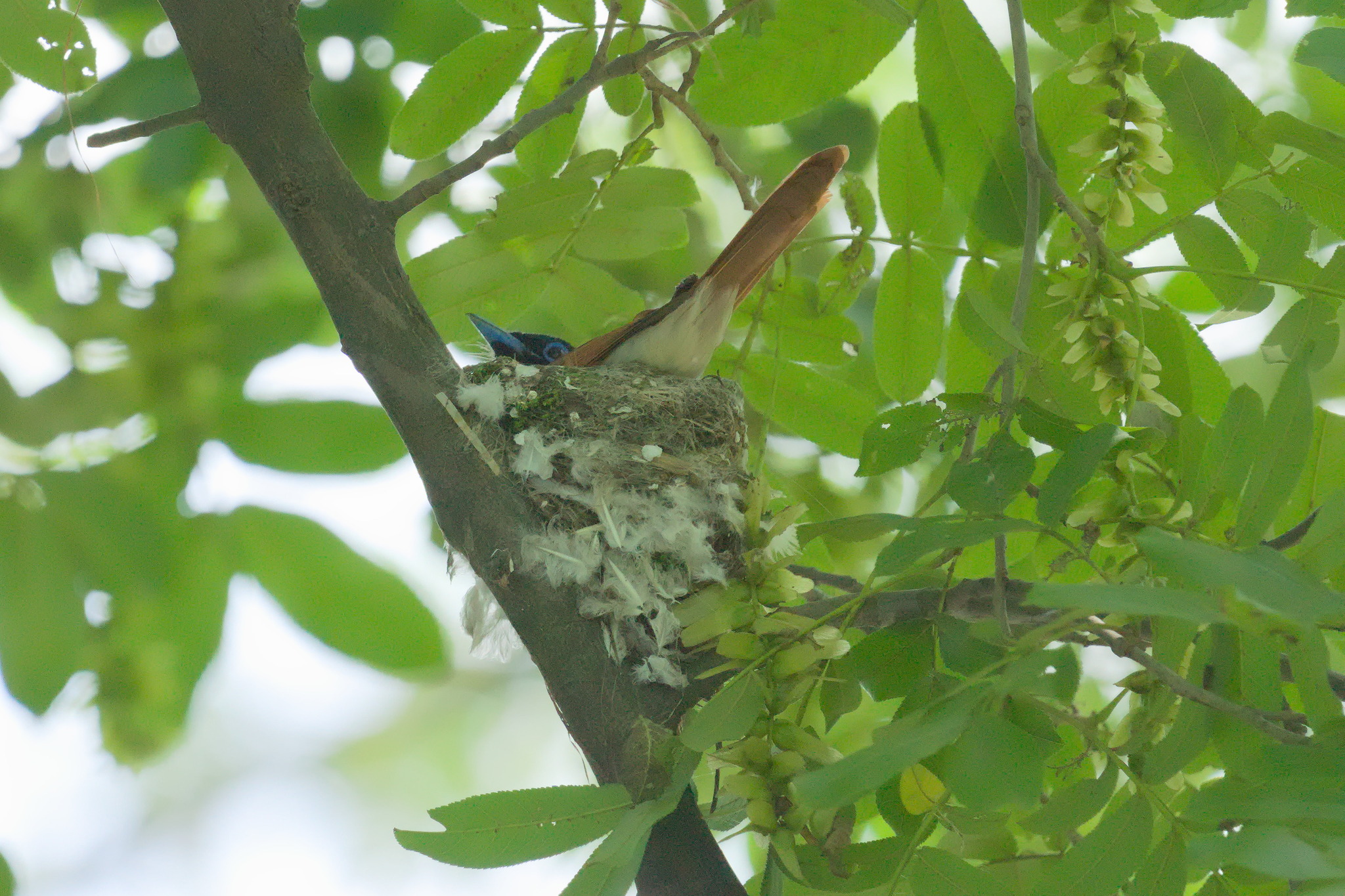 Indian Paradise Flycatcher