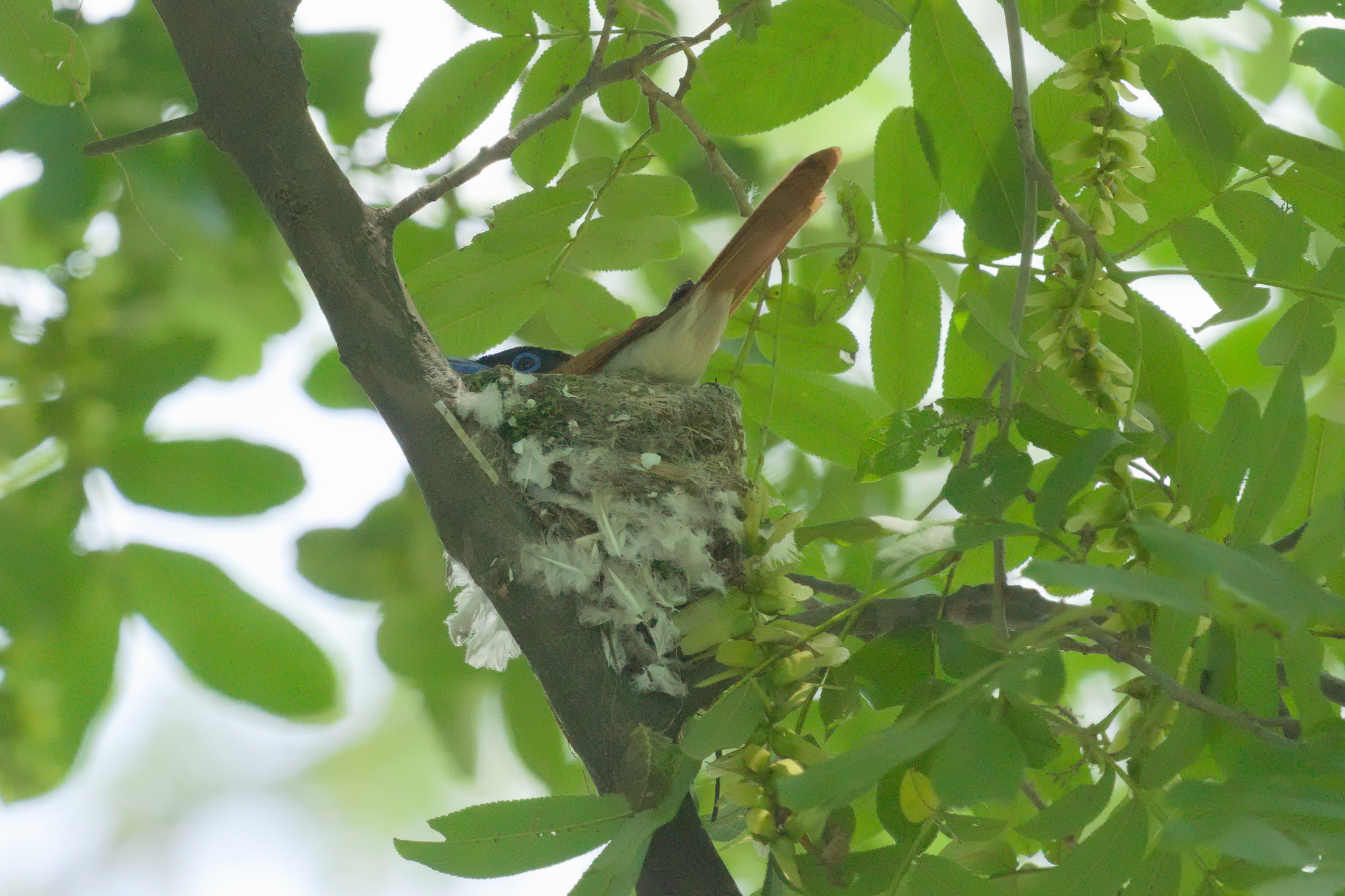 Indian Paradise Flycatcher