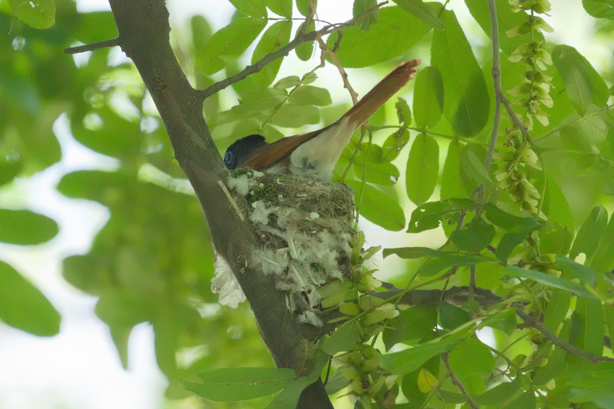 Indian Paradise Flycatcher