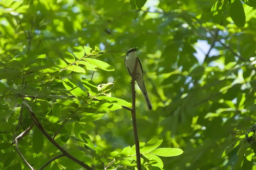 Swinhoe's Minivet (Pericrocotus cantonensis), photo 7