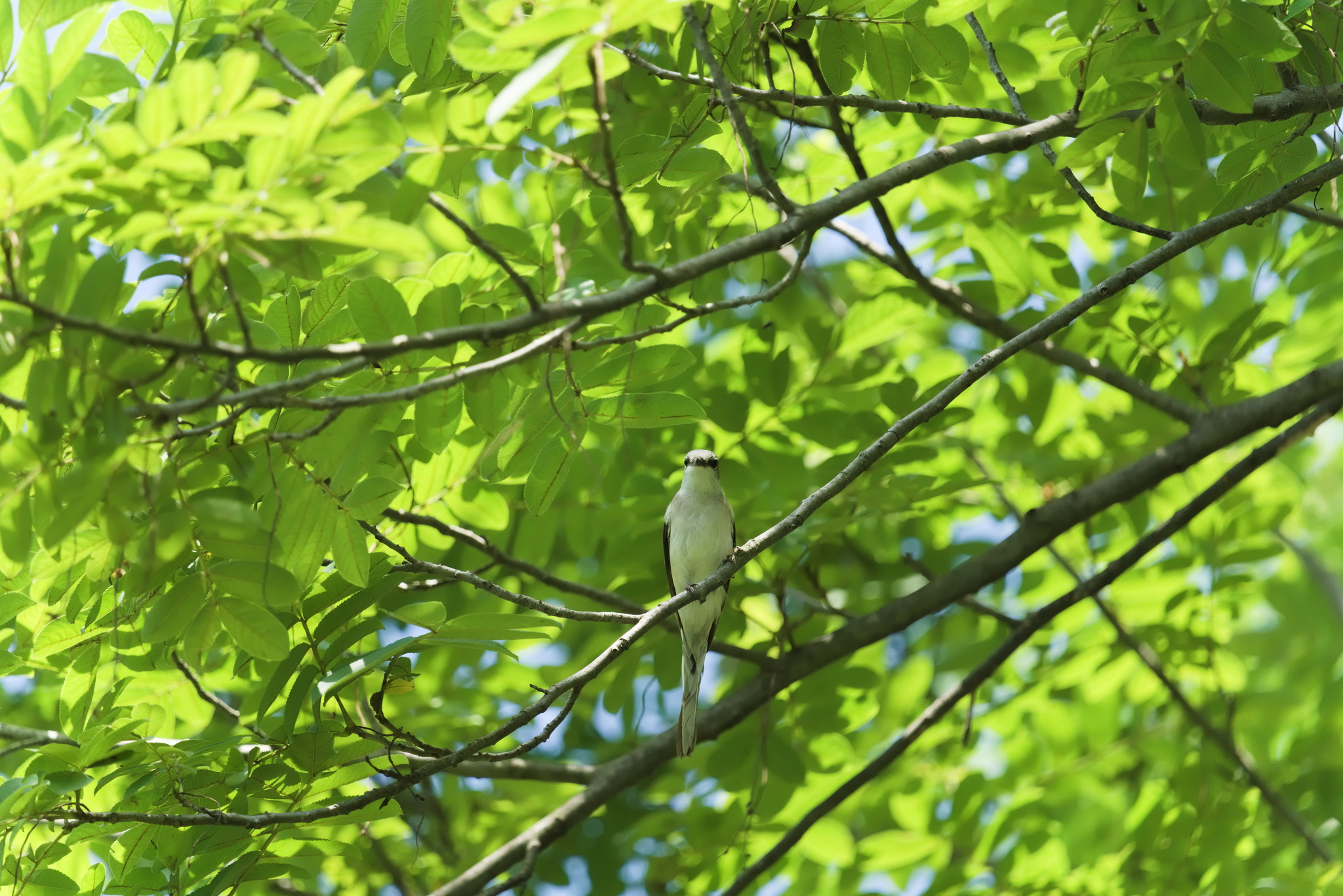 Swinhoe's Minivet