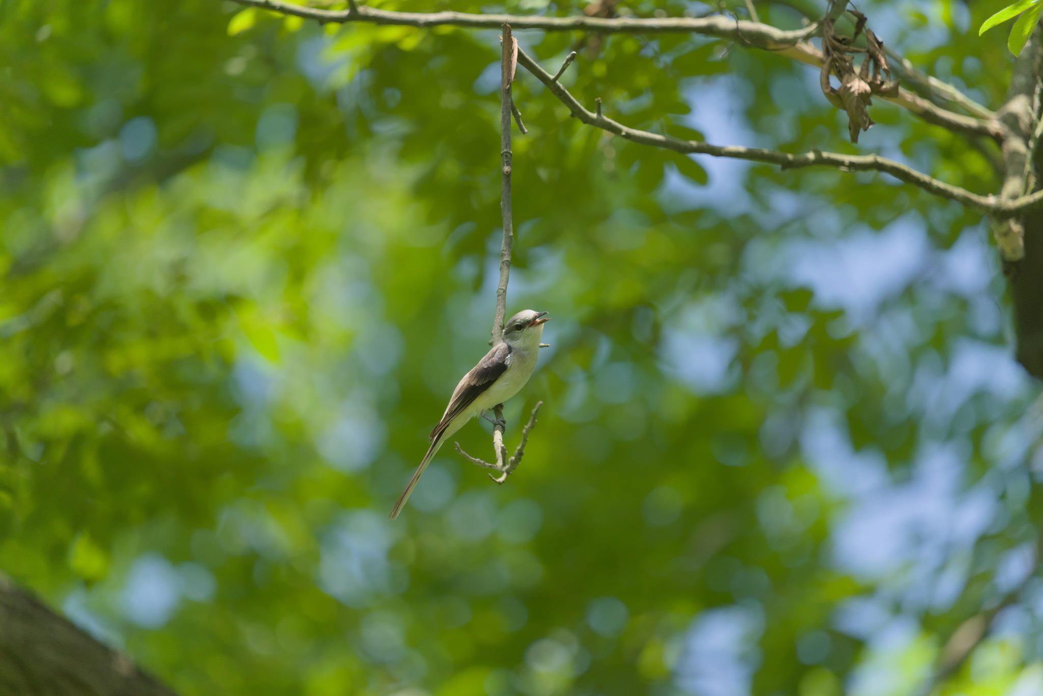 Swinhoe's Minivet