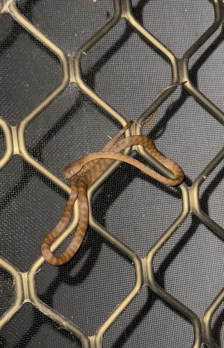 Brown Tree Snake sighting