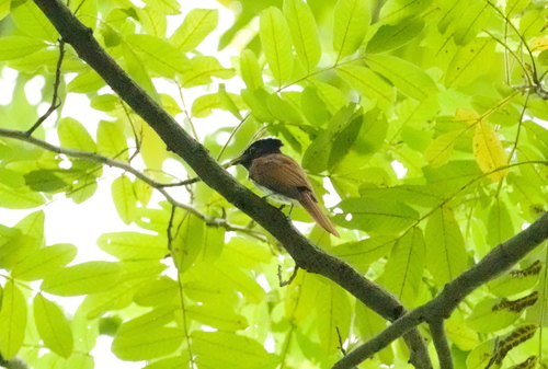 Amur Paradise Flycatcher (Terpsiphone incei), photo 5