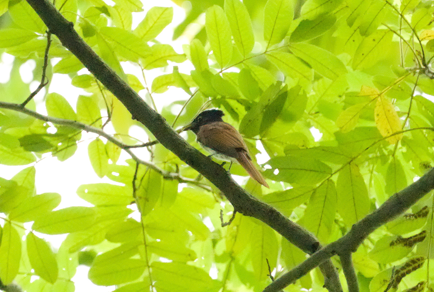 Indian Paradise Flycatcher