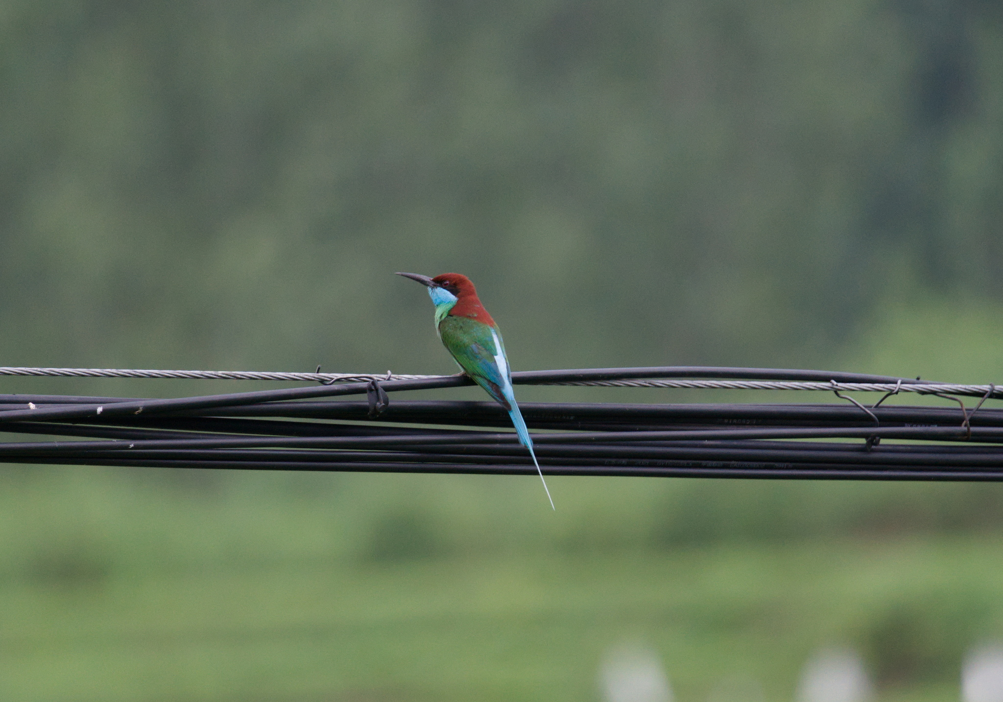Blue-throated Bee-eater