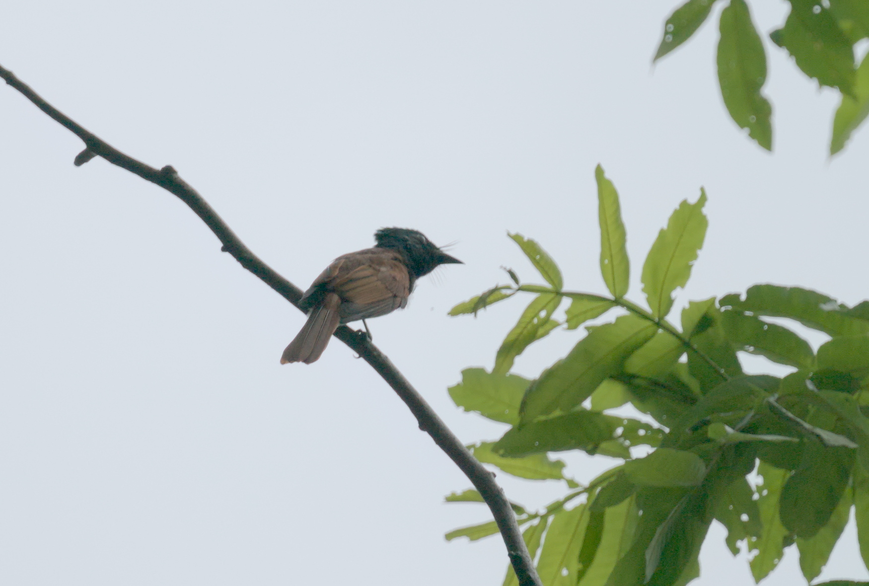 Indian Paradise Flycatcher