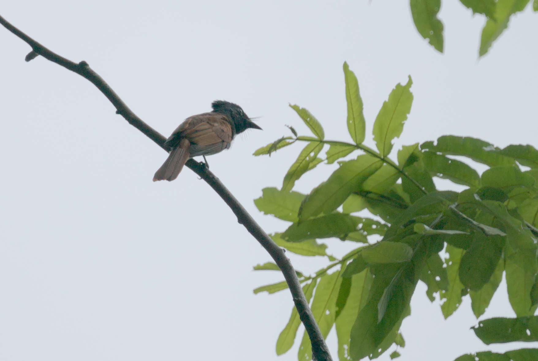 Indian Paradise Flycatcher