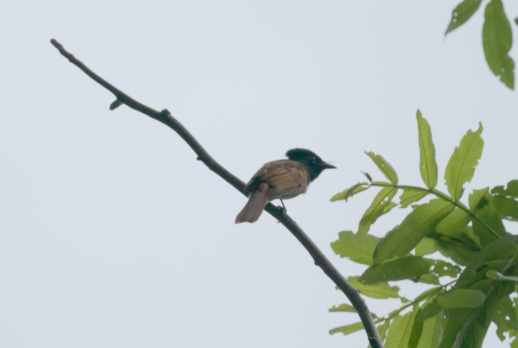 Indian Paradise Flycatcher