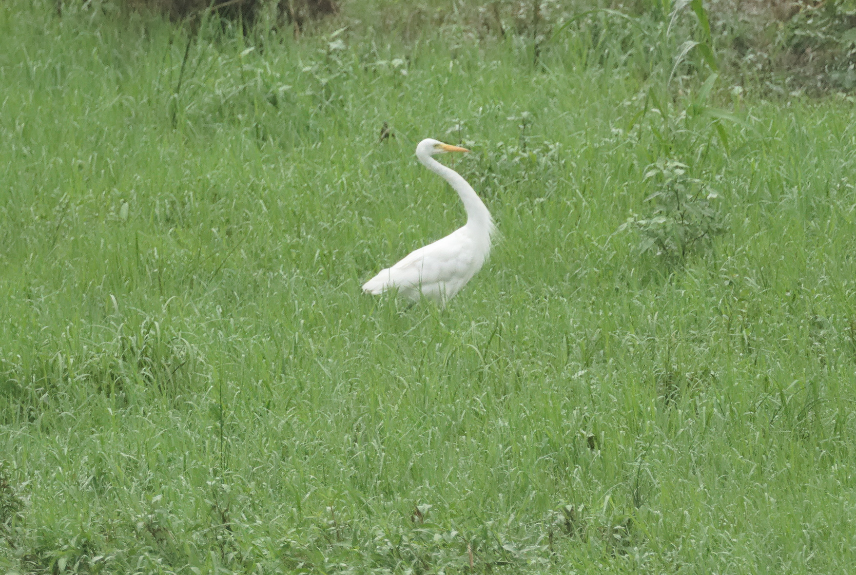Medium Egret