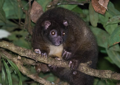 Hemibelideus lemuroides