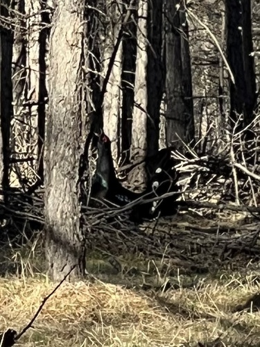 Black-billed Capercaillie (Tetrao urogalloides), photo 6
