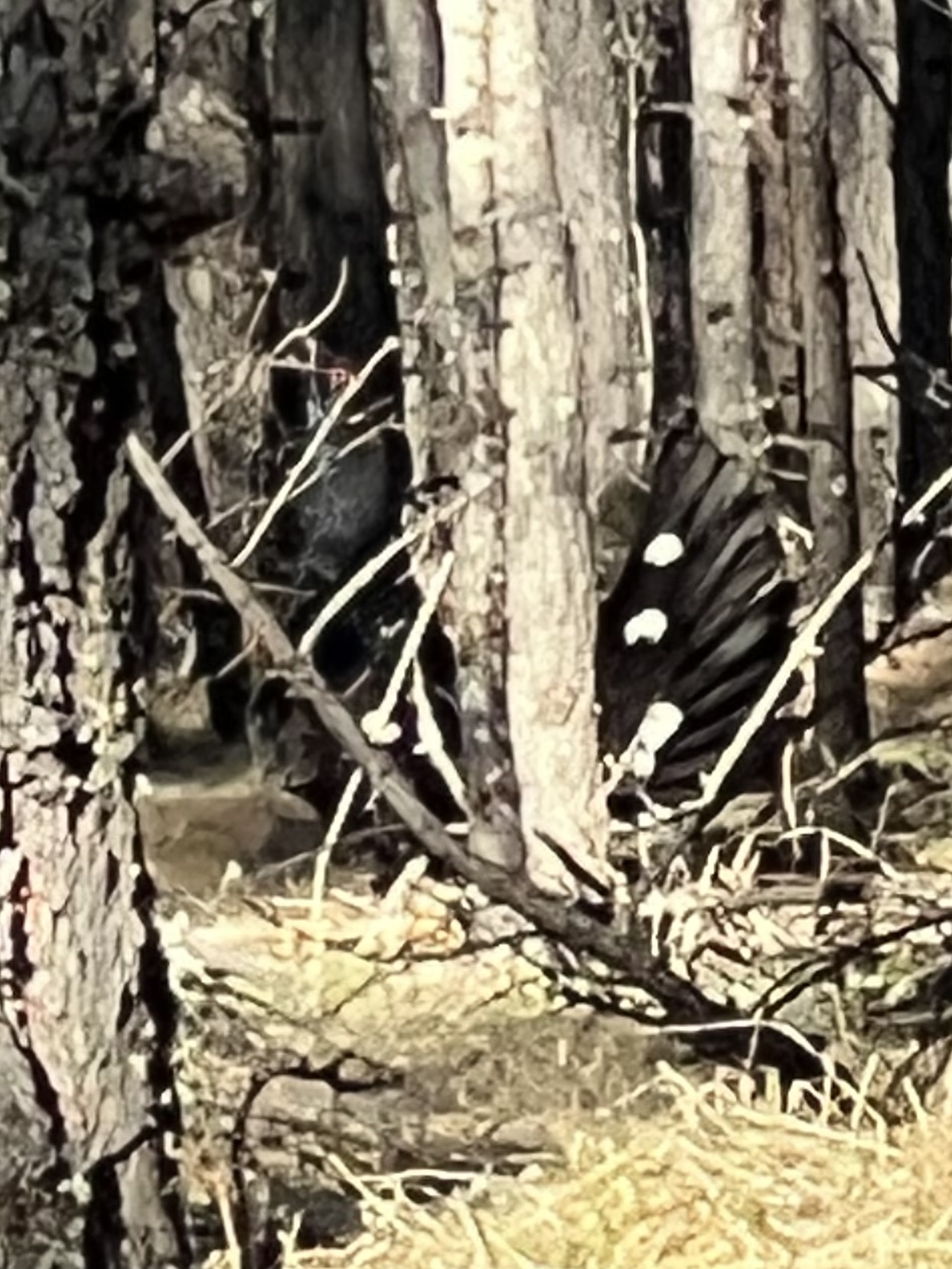 Black-billed Capercaillie