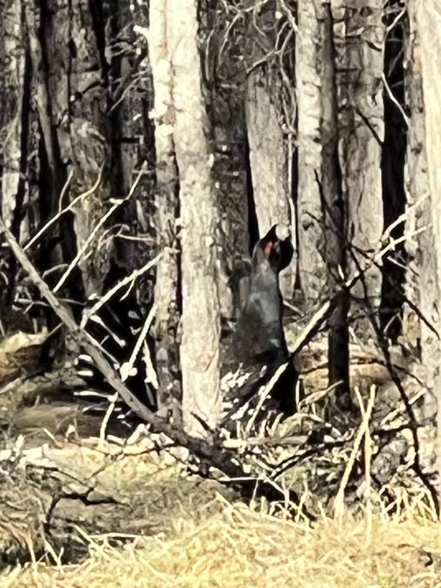 Black-billed Capercaillie