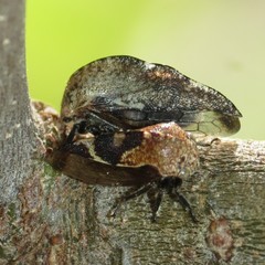 Smiliini