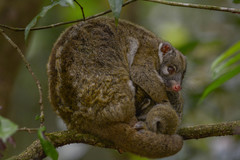 Pseudochirops archeri