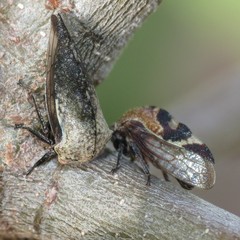 Smiliini