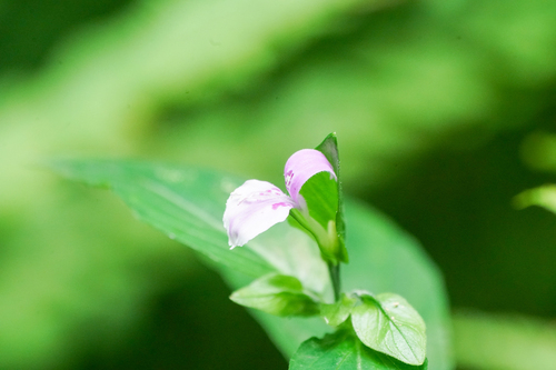 Peristrophe japonica iNat (2)