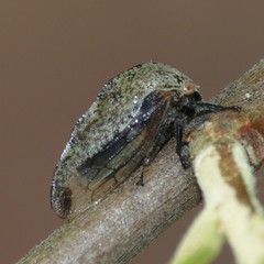 Smiliini