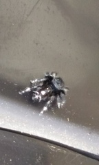 Phidippus audax