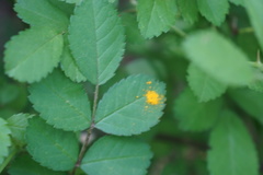 Phragmidium tuberculatum