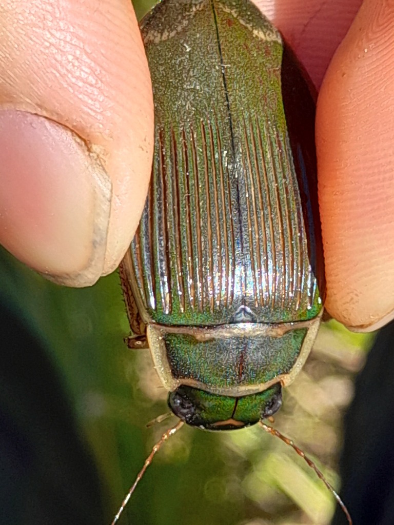 Dytiscus pisanus