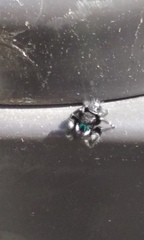 Phidippus audax