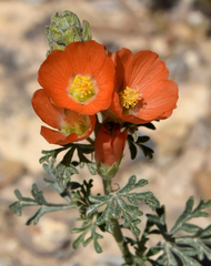 Sphaeralcea coccinea
