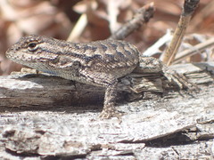 Sceloporus occidentalis occidentalis