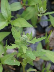 Chenopodium ficifolium
