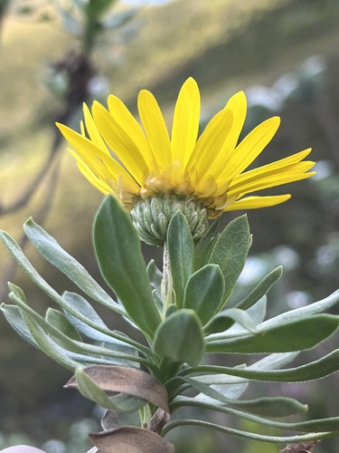Image of Ursinia eckloniana by (c) Charleen Brunke, some rights reserved (CC BY)